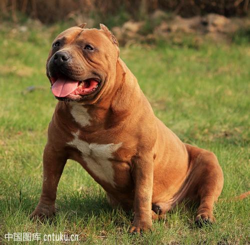 比特犬和藏獒哪个厉害，比特狗与藏獒斗谁厉害（肌肉猛犬比特PK远古巨兽藏獒）