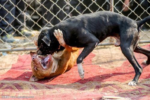 比特犬和藏獒哪个厉害，比特狗与藏獒斗谁厉害（肌肉猛犬比特PK远古巨兽藏獒）