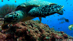 海龟的特点是什么，海龟的特点是什么爱吃什么（海龟-古老的爬行动物）