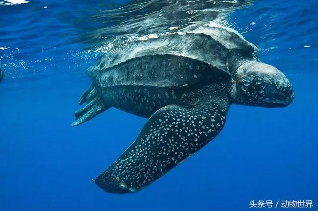 海龟的特点是什么,海龟的特点是什么爱吃什么(海龟-古老的爬行动物) 海龟的特点是什么,海龟的特点是什么爱吃什么(海龟-古老的爬行动物)