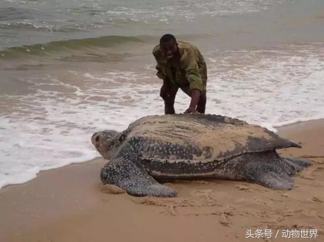 海龟的特点是什么,海龟的特点是什么爱吃什么(海龟-古老的爬行动物) 海龟的特点是什么,海龟的特点是什么爱吃什么(海龟-古老的爬行动物)