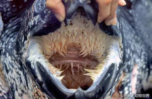 海龟的特点是什么,海龟的特点是什么爱吃什么(海龟-古老的爬行动物) 海龟的特点是什么,海龟的特点是什么爱吃什么(海龟-古老的爬行动物)