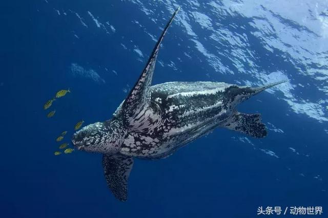 海龟的特点是什么,海龟的特点是什么爱吃什么(海龟-古老的爬行动物) 海龟的特点是什么,海龟的特点是什么爱吃什么(海龟-古老的爬行动物)