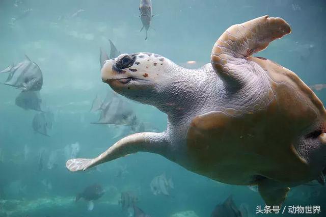 海龟的特点是什么,海龟的特点是什么爱吃什么(海龟-古老的爬行动物) 海龟的特点是什么,海龟的特点是什么爱吃什么(海龟-古老的爬行动物)