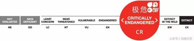 海龟的特点是什么,海龟的特点是什么爱吃什么(海龟-古老的爬行动物) 海龟的特点是什么,海龟的特点是什么爱吃什么(海龟-古老的爬行动物)