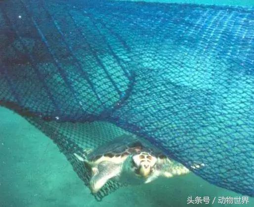 海龟的特点是什么,海龟的特点是什么爱吃什么(海龟-古老的爬行动物) 海龟的特点是什么,海龟的特点是什么爱吃什么(海龟-古老的爬行动物)