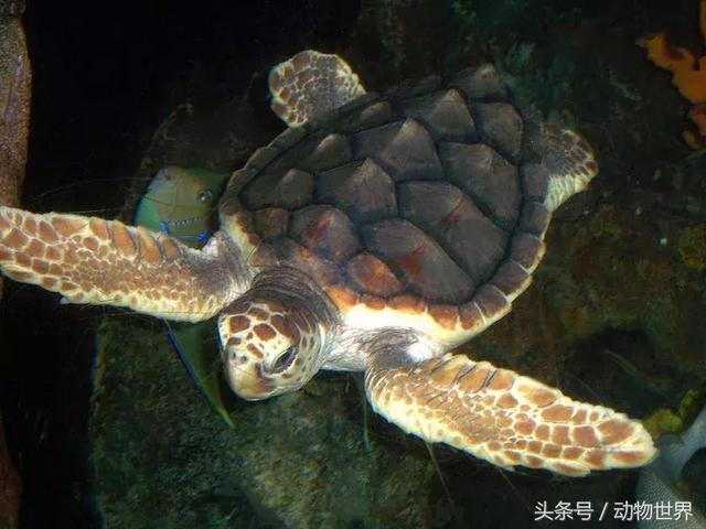 海龟的特点是什么,海龟的特点是什么爱吃什么(海龟-古老的爬行动物) 海龟的特点是什么,海龟的特点是什么爱吃什么(海龟-古老的爬行动物)