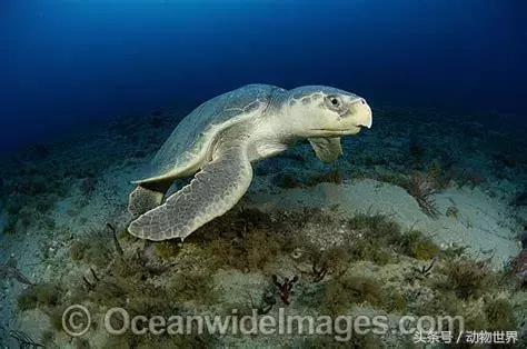 海龟的特点是什么,海龟的特点是什么爱吃什么(海龟-古老的爬行动物) 海龟的特点是什么,海龟的特点是什么爱吃什么(海龟-古老的爬行动物)