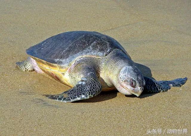 海龟的特点是什么,海龟的特点是什么爱吃什么(海龟-古老的爬行动物) 海龟的特点是什么,海龟的特点是什么爱吃什么(海龟-古老的爬行动物)