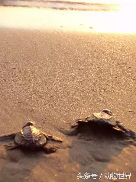 海龟的特点是什么,海龟的特点是什么爱吃什么(海龟-古老的爬行动物) 海龟的特点是什么,海龟的特点是什么爱吃什么(海龟-古老的爬行动物)