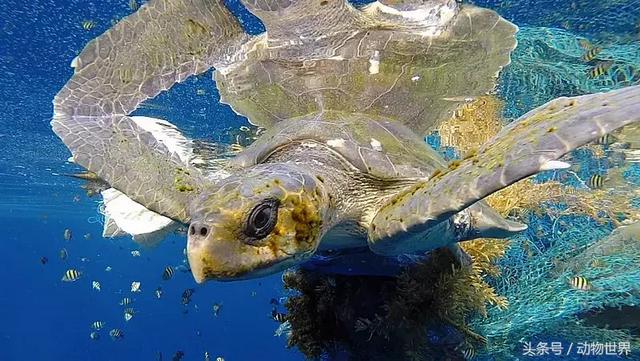 海龟的特点是什么,海龟的特点是什么爱吃什么(海龟-古老的爬行动物) 海龟的特点是什么,海龟的特点是什么爱吃什么(海龟-古老的爬行动物)