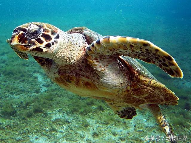 海龟的特点是什么,海龟的特点是什么爱吃什么(海龟-古老的爬行动物) 海龟的特点是什么,海龟的特点是什么爱吃什么(海龟-古老的爬行动物)
