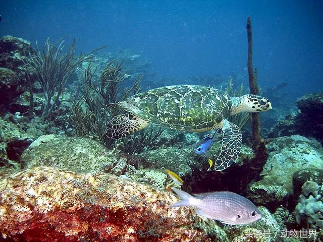 海龟的特点是什么,海龟的特点是什么爱吃什么(海龟-古老的爬行动物) 海龟的特点是什么,海龟的特点是什么爱吃什么(海龟-古老的爬行动物)