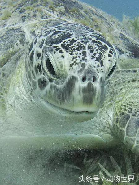 海龟的特点是什么,海龟的特点是什么爱吃什么(海龟-古老的爬行动物) 海龟的特点是什么,海龟的特点是什么爱吃什么(海龟-古老的爬行动物)