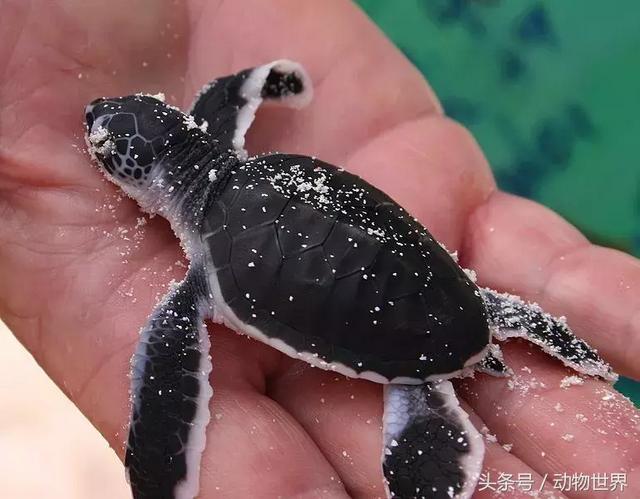 海龟的特点是什么,海龟的特点是什么爱吃什么(海龟-古老的爬行动物) 海龟的特点是什么,海龟的特点是什么爱吃什么(海龟-古老的爬行动物)