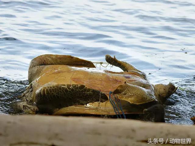 海龟的特点是什么,海龟的特点是什么爱吃什么(海龟-古老的爬行动物) 海龟的特点是什么,海龟的特点是什么爱吃什么(海龟-古老的爬行动物)