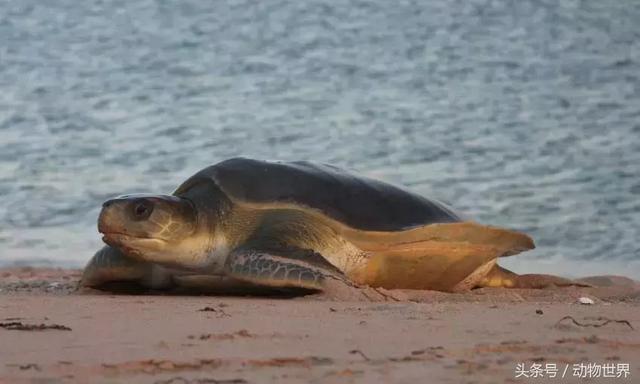 海龟的特点是什么,海龟的特点是什么爱吃什么(海龟-古老的爬行动物) 海龟的特点是什么,海龟的特点是什么爱吃什么(海龟-古老的爬行动物)