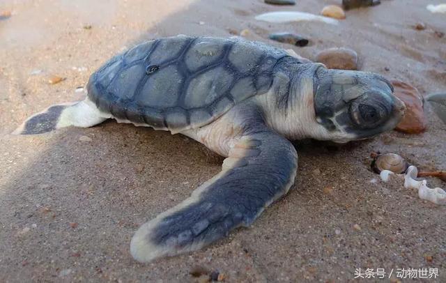 海龟的特点是什么,海龟的特点是什么爱吃什么(海龟-古老的爬行动物) 海龟的特点是什么,海龟的特点是什么爱吃什么(海龟-古老的爬行动物)