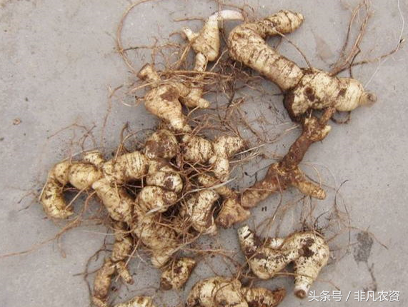 这种药材,被挖掘面临枯竭,农村很多人抢着种植,一亩能赚5万元