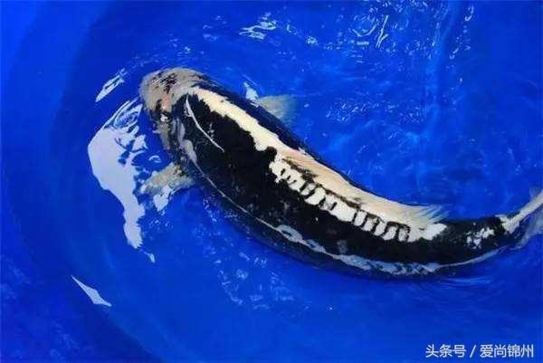 什么时候是蛇年，属蛇的是哪一年（属蛇的朋友不能错过）