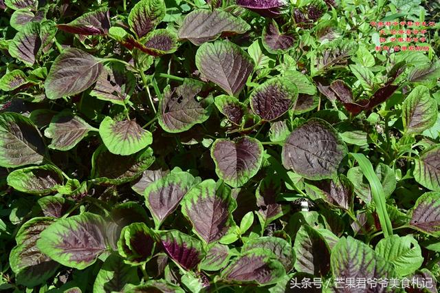 清炒红苋菜的做法，清炒红苋菜的做法大全（芒果君爷爷最爱用清炒红苋菜的菜汁拌米饭）