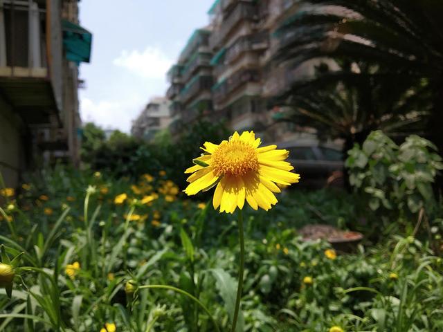 红米S2上手体验，这真的是千元机吗（看999元的颜值机拍照表现怎么样）