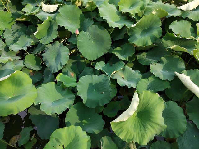 红米S2上手体验，这真的是千元机吗（看999元的颜值机拍照表现怎么样）