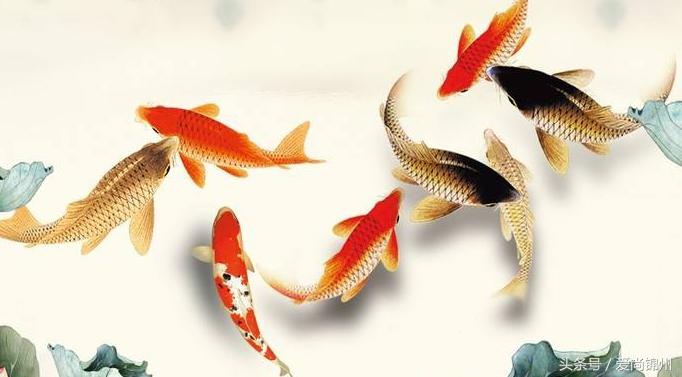 白花纹,胸鳍基部有黑斑,头部必有大形黑斑,俗称"偏财锦鲤"