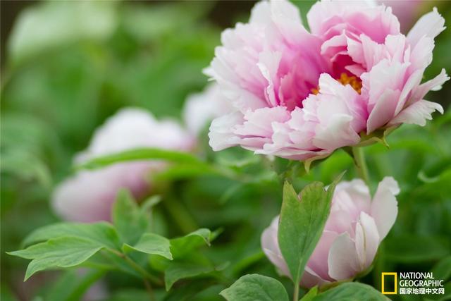 十三朝古都洛阳,十三朝古都是西安还是洛阳(十三朝古都、105位帝王曾在此定鼎、乱世文明聚于此~这里是洛阳) 十三朝古都洛阳,十三朝古都是西安还是洛阳(十三朝古都、105位帝王曾在此定鼎、乱世文明聚于此~这里是洛阳)