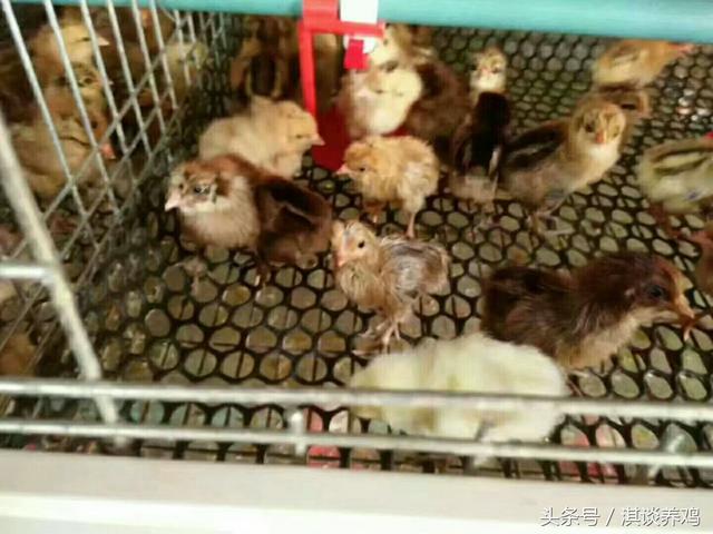 怎么帮小鸡洗澡，怎么帮小鸡洗澡啊（淇谈养鸡——小鸡一进鸡舍就洗澡是有原因的附带解决方法）