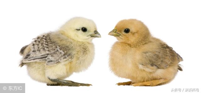 怎么帮小鸡洗澡，怎么帮小鸡洗澡啊（淇谈养鸡——小鸡一进鸡舍就洗澡是有原因的附带解决方法）