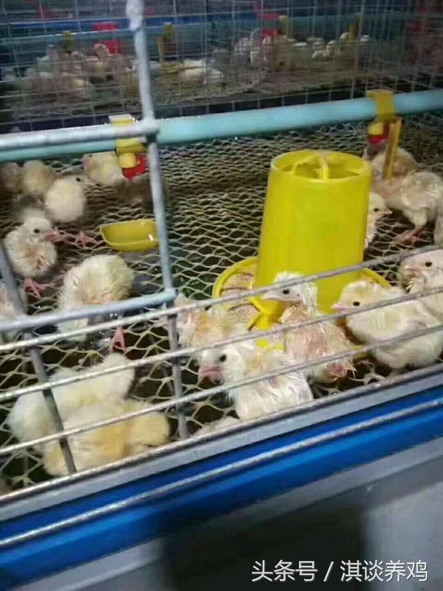 怎么帮小鸡洗澡，怎么帮小鸡洗澡啊（淇谈养鸡——小鸡一进鸡舍就洗澡是有原因的附带解决方法）