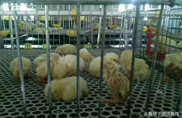 怎么帮小鸡洗澡，怎么帮小鸡洗澡啊（淇谈养鸡——小鸡一进鸡舍就洗澡是有原因的附带解决方法）