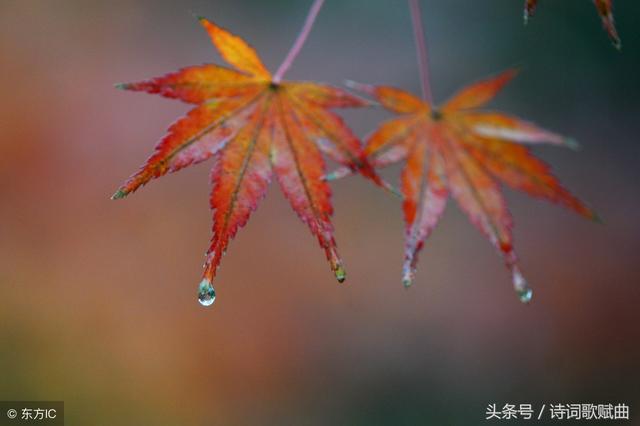 描寫夏天雨的詩句,表達下雨的詩句古詩(夏季雨天的經典詩句)