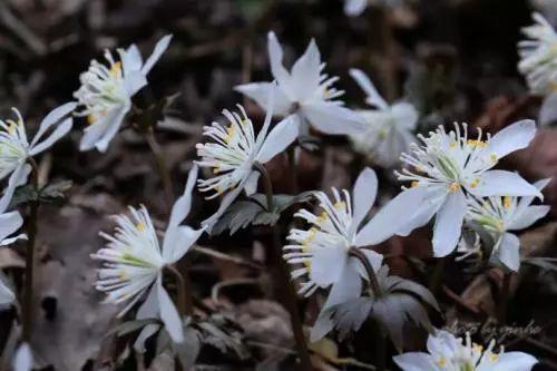 菟葵的种植方法，菟葵的种植方法步骤（还有这些喜欢阴凉的植物哦）