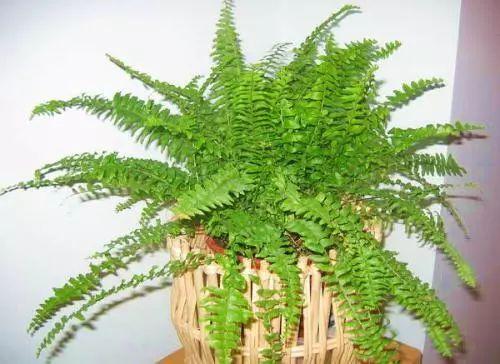 菟葵的种植方法，菟葵的种植方法步骤（还有这些喜欢阴凉的植物哦）