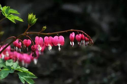 菟葵的种植方法，菟葵的种植方法步骤（还有这些喜欢阴凉的植物哦）