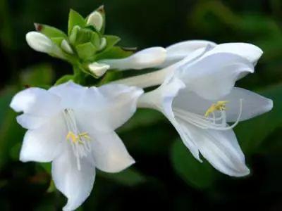 菟葵的种植方法，菟葵的种植方法步骤（还有这些喜欢阴凉的植物哦）