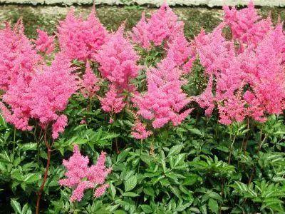 菟葵的种植方法，菟葵的种植方法步骤（还有这些喜欢阴凉的植物哦）