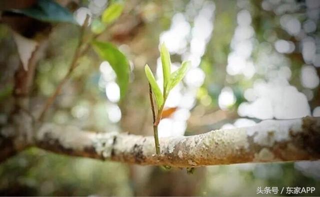 普洱茶的分类及图解，普洱茶六大分类方法