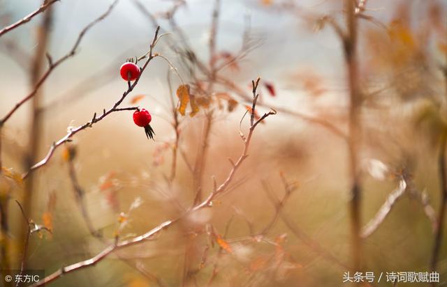 缠绵入骨的情话，缠绵入骨的情话怎么说（这才是人世间最缠绵的情话）