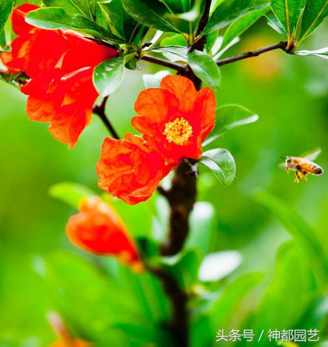 五月里石榴花开了(五月的花神即石榴花 象征了繁荣,美好,红红火火的