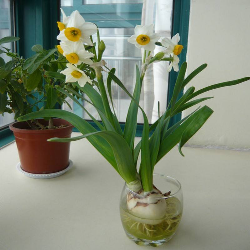 水仙怎样水培(水仙可以水培)-娱宸网