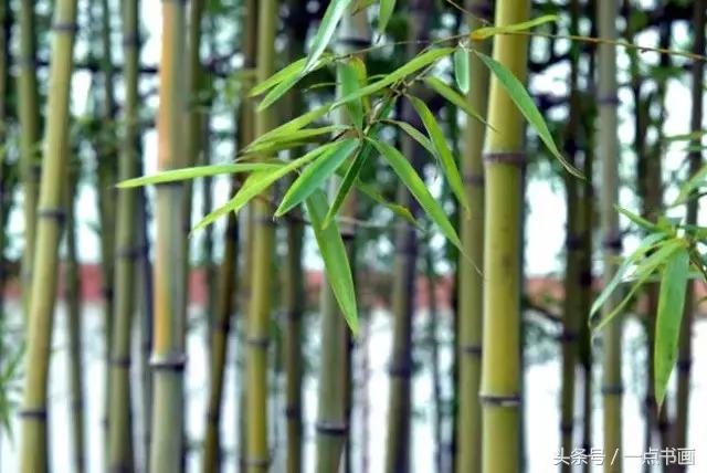 水墨画教程竹,水墨竹子教程 水墨画教程竹,水墨竹子教程