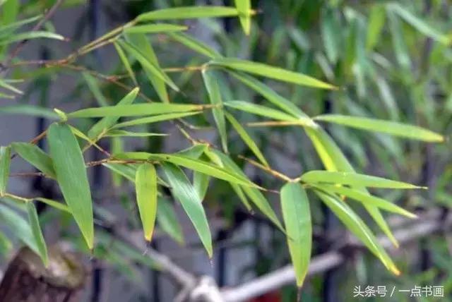 水墨画教程竹,水墨竹子教程 水墨画教程竹,水墨竹子教程