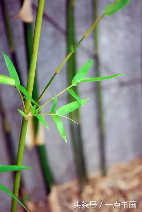 水墨画教程竹,水墨竹子教程 水墨画教程竹,水墨竹子教程