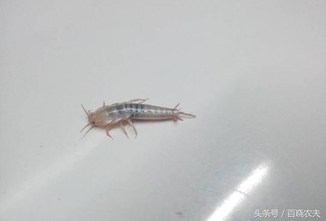 为什么衣鱼要吃书，衣鱼为什么是害虫（寿命高达8年之久）