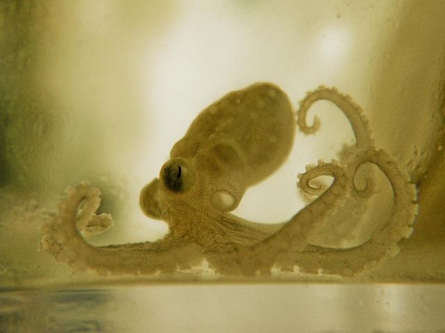 鱿鱼是八爪鱼吗，八爪鱼是鱿鱼吗（章鱼、乌贼、鱿鱼、八爪鱼和墨鱼有什么区别）