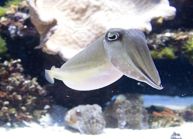 鱿鱼是八爪鱼吗，八爪鱼是鱿鱼吗（章鱼、乌贼、鱿鱼、八爪鱼和墨鱼有什么区别）