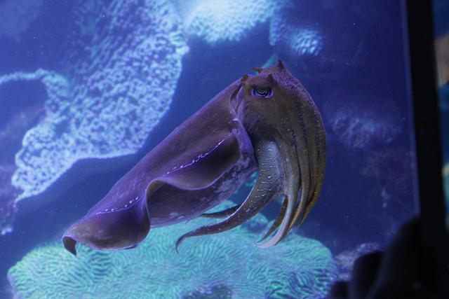 鱿鱼是八爪鱼吗，八爪鱼是鱿鱼吗（章鱼、乌贼、鱿鱼、八爪鱼和墨鱼有什么区别）